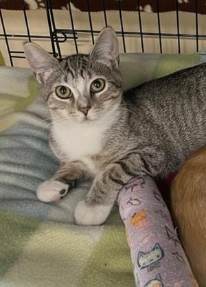 Lonnie, kitten, available for adoption