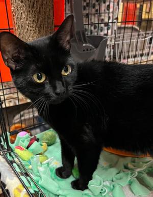 Gaga, young, available for adoption
