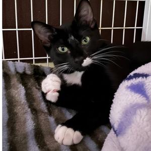 Cleo, kitten, available for adoption