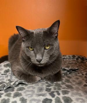 Adam, adult, available for adoption