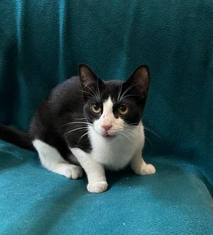 Loretta, young, available for adoption