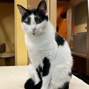 Patches, young, available for adoption