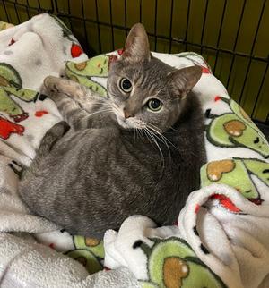 Stormie, adult, available for adoption