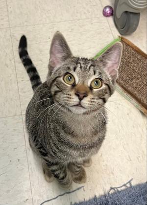 Ash, young, available for adoption