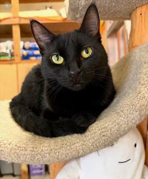 Black Beauty, young, available for adoption