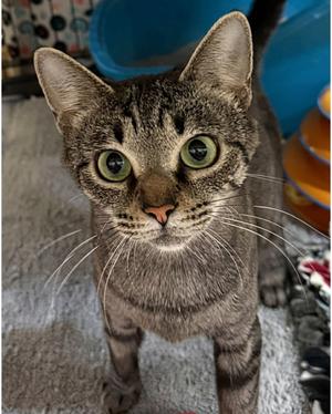 June, young, available for adoption