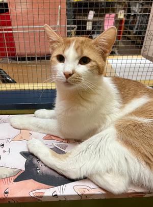 Dallas, young, available for adoption