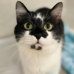 Justina, young, available for adoption