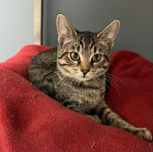Flint, young, available for adoption