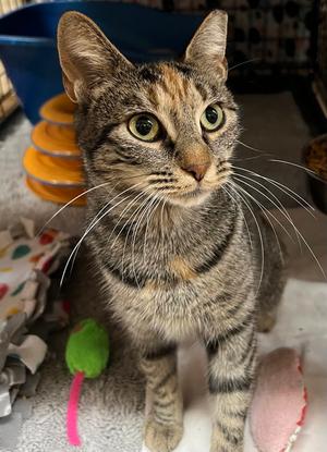 Ari, young, available for adoption