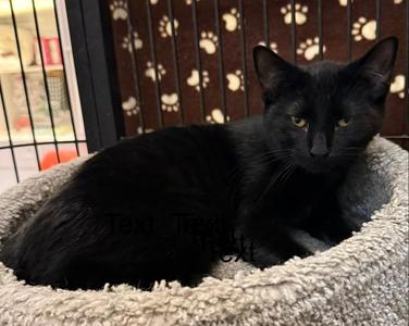 Gus, young, available for adoption