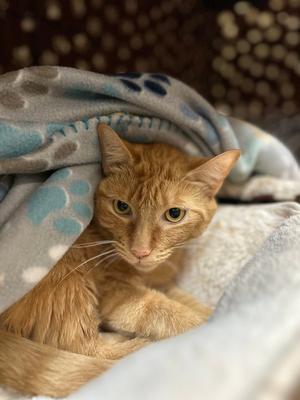 Boocee, young, available for adoption