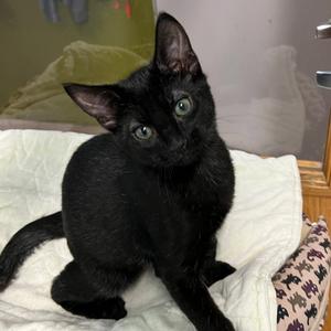 Alex, kitten, available for adoption