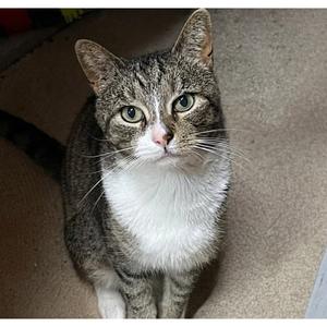 Lucas, young, available for adoption