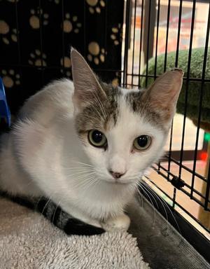 Belle, young, available for adoption
