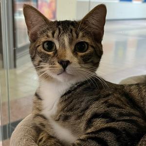 Alfie, young, available for adoption