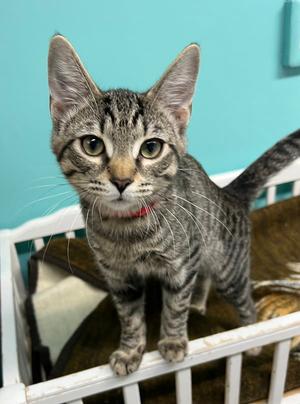 Earl Grey, young, available for adoption