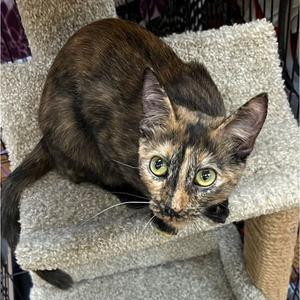 Madonna, young, available for adoption