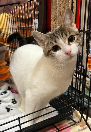 Chiffon, young, available for adoption