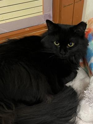 Lucy, young, available for adoption