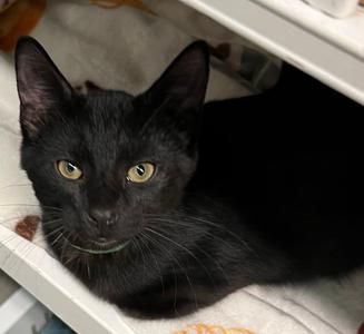 A black cat with bright yellow eyes lying on a white surface, looking directly at the camera.