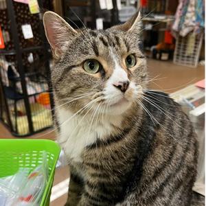 Milo, adult, available for adoption