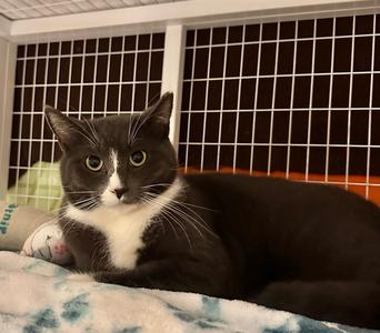 Moose, young, available for adoption