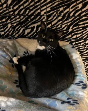 Stash, young, available for adoption