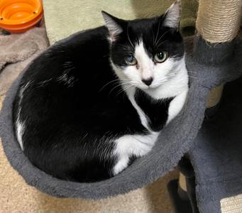 Diamond, young, available for adoption