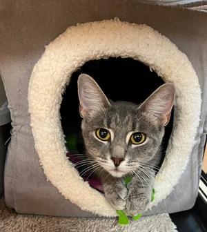 Maddy, young, available for adoption
