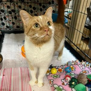 Paige, young, available for adoption