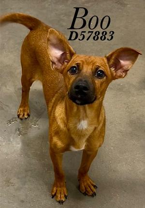 Boo, Chihuahua/Mixed Breed, young, available for adoption