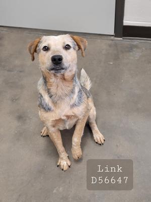 Link, Heeler, young, available for adoption