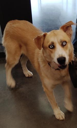 Carla, Mixed Breed, adult, available for adoption