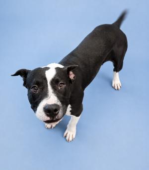Dimitri, Pit Bull Terrier/Mixed Breed, young, available for adoption
