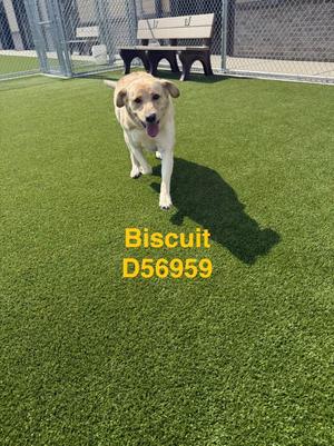 Biscuit, Labrador Retriever, young, available for adoption
