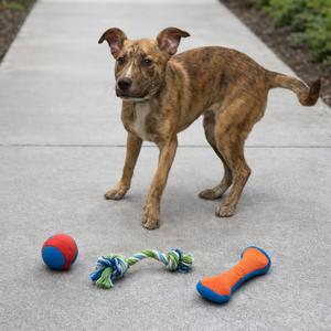 Mavy/Maverick, Mixed Breed, young, available for adoption
