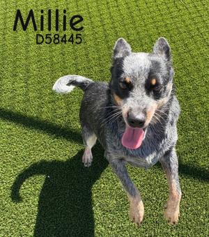Millie, Heeler, adult, available for adoption