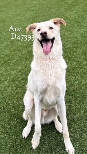 Ace, Labrador Retriever/Husky, young, available for adoption