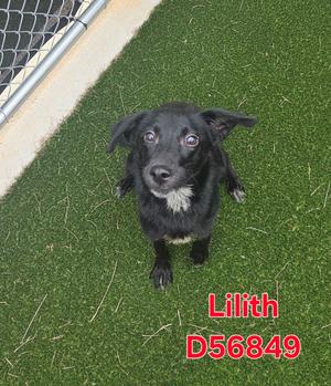 Lilith, Mixed Breed, young, available for adoption