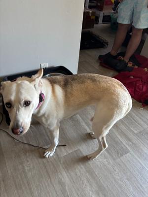 Bambi, Mixed Breed, young, available for adoption