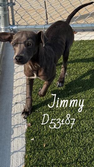 Jimmy, Mixed Breed, young, available for adoption