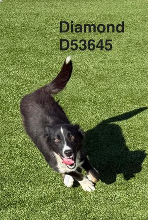 Diamond, Border Collie, young, available for adoption