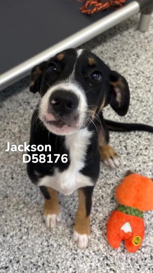 Jackson, Mountain Dog, puppy, available for adoption