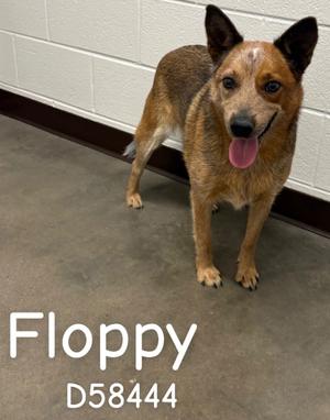 Floppy, Heeler, adult, available for adoption