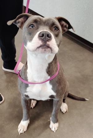 Kira, Pit Bull Terrier, young, available for adoption