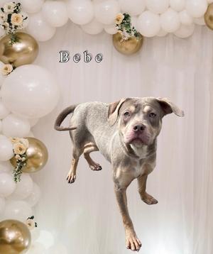 A dog named Bebe is jumping in front of a backdrop of white and gold balloons with flowers.