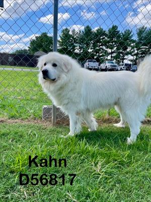 Kahn, Great Pyrenees, adult, available for adoption