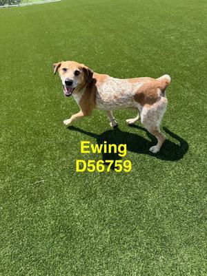 Ewing, Hound, adult, available for adoption