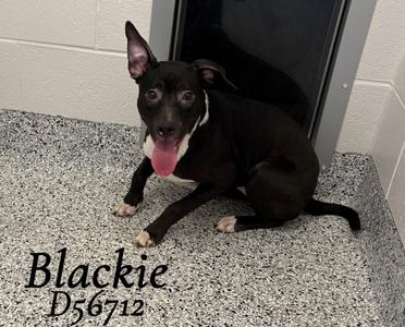 Blackie, Pit Bull Terrier, puppy, available for adoption
